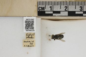 Media type: image;   Entomology 790125 Aspect: Labels